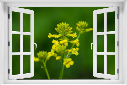 Fototapeta Naklejka Na Ścianę Okno 3D - yellow flower