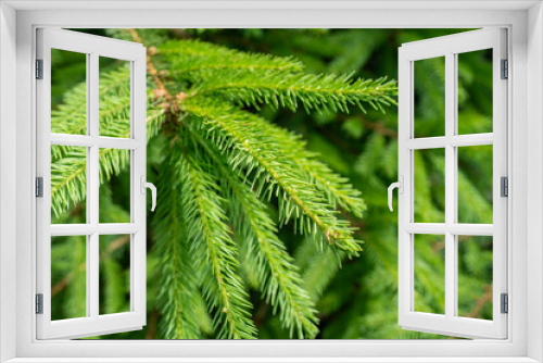 Fototapeta Naklejka Na Ścianę Okno 3D - Beautiful green pine tree branch. Nature concept.