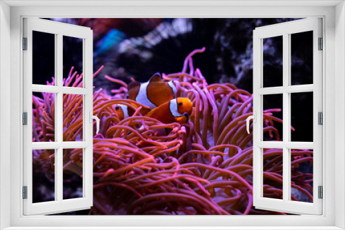 Fototapeta Naklejka Na Ścianę Okno 3D - Underwater 