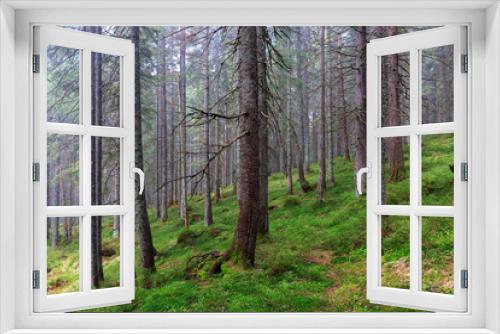 Fototapeta Naklejka Na Ścianę Okno 3D - wild forest