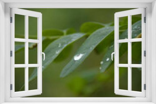 Fototapeta Naklejka Na Ścianę Okno 3D - rain drops on leaf