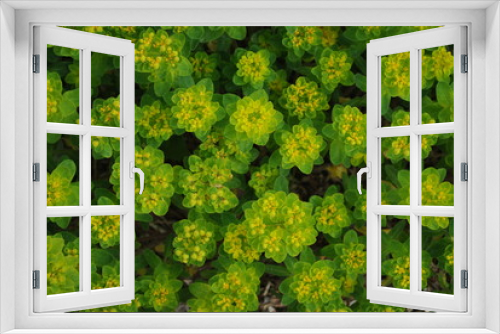 Fototapeta Naklejka Na Ścianę Okno 3D - Wiosna w ogrodzie