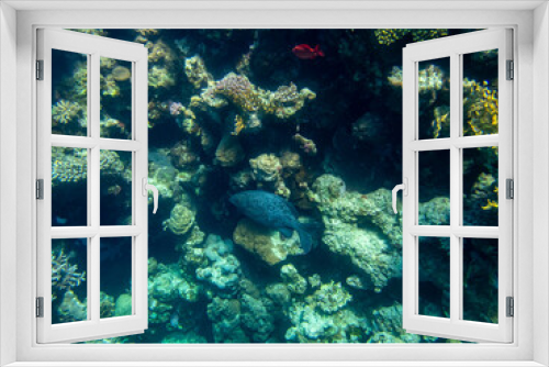 Fototapeta Naklejka Na Ścianę Okno 3D - Coral reef with its inhabitants in the Red Sea