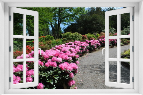 Fototapeta Naklejka Na Ścianę Okno 3D - Rododendrony w ogrodzie