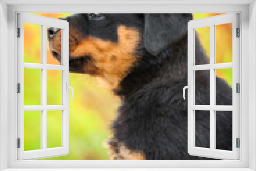 Fototapeta Naklejka Na Ścianę Okno 3D - Portrait of rottweiler puppy