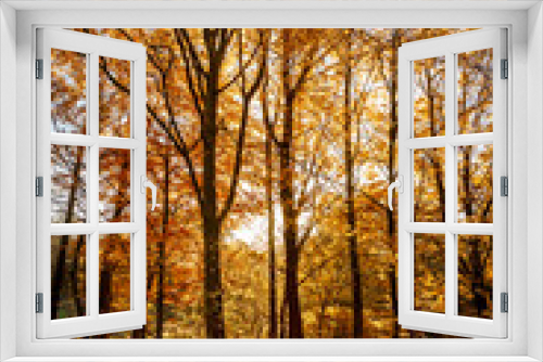 Fototapeta Naklejka Na Ścianę Okno 3D -  Fall / Autumn in the woods - Golden sun light coming through th