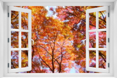 Fototapeta Naklejka Na Ścianę Okno 3D - 鮮やかに色づいたカエデの木