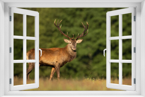 Fototapeta Naklejka Na Ścianę Okno 3D - Deer male buck ( Cervus elaphus ) during rut