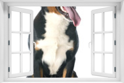 Fototapeta Naklejka Na Ścianę Okno 3D - Appenzeller Sennenhund