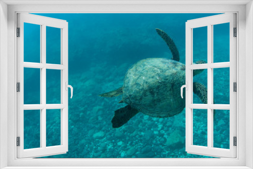 Fototapeta Naklejka Na Ścianę Okno 3D - swimming sea turtle