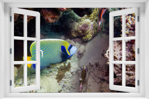 Fototapeta Naklejka Na Ścianę Okno 3D - Imperator Kaiserfisch im Roten Meer