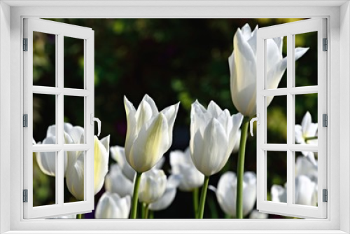 Fototapeta Naklejka Na Ścianę Okno 3D - Weiße Tulpen