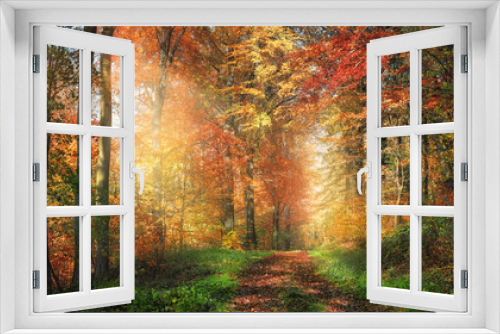 Fototapeta Naklejka Na Ścianę Okno 3D - Scenic path with enchanting sunlight adorning the colorful woodland, with red and yellow foliage on the trees and green grass along the footpath