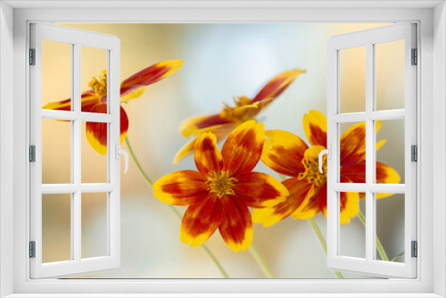 Fototapeta Naklejka Na Ścianę Okno 3D - Jesienne kwiaty na jasnym tle