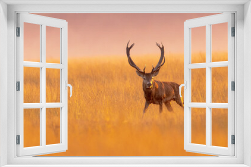 Fototapeta Naklejka Na Ścianę Okno 3D - Male red deer displaying at sunset  in natural habitat on Veluwe