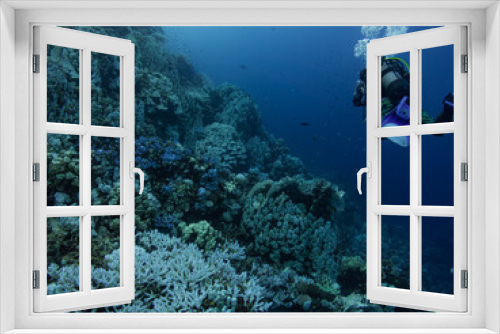 Fototapeta Naklejka Na Ścianę Okno 3D - Diver next to a  reef