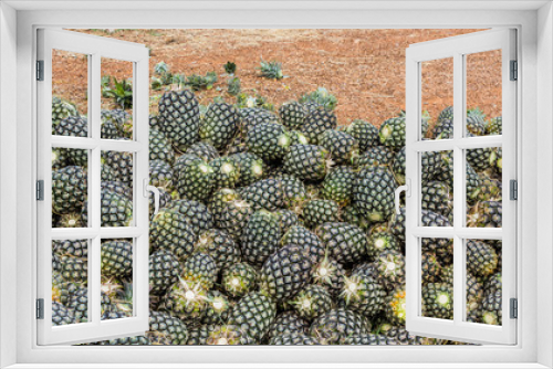 Fototapeta Naklejka Na Ścianę Okno 3D - Group of pineapple fruit in farm.