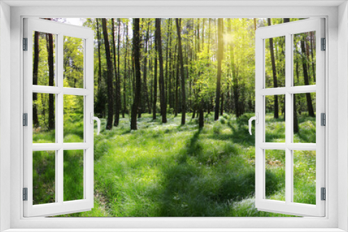 Fototapeta Naklejka Na Ścianę Okno 3D - poranna leśna panorama