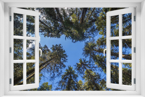 Fototapeta Naklejka Na Ścianę Okno 3D - the trees in the spruce forest