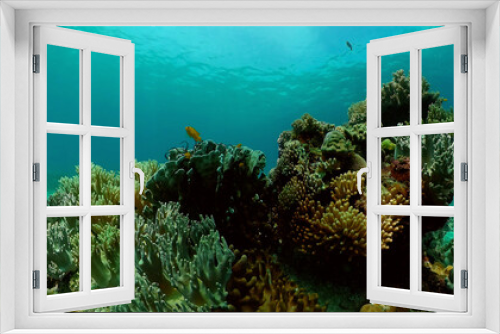 Fototapeta Naklejka Na Ścianę Okno 3D - Tropical underwater sea fish. Colourful tropical coral reef. Scene reef. Philippines.