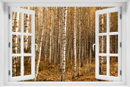 Fototapeta Naklejka Na Ścianę Okno 3D - Trunks of young birches in the forest in autumn