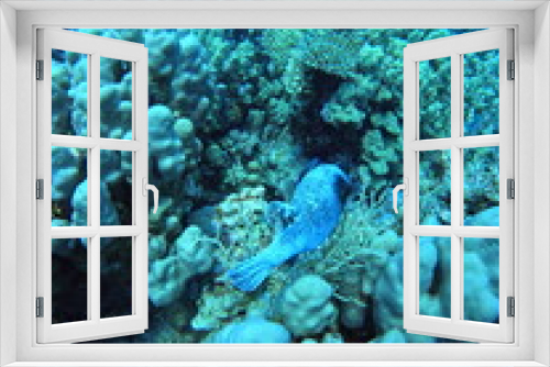 Fototapeta Naklejka Na Ścianę Okno 3D - fisch inside Corals, close up