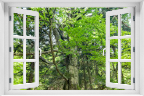 Fototapeta Naklejka Na Ścianę Okno 3D - Giant thick tree overgrown with moss in the forest. Big old tree in a deciduous forest in summer. Bottom up view