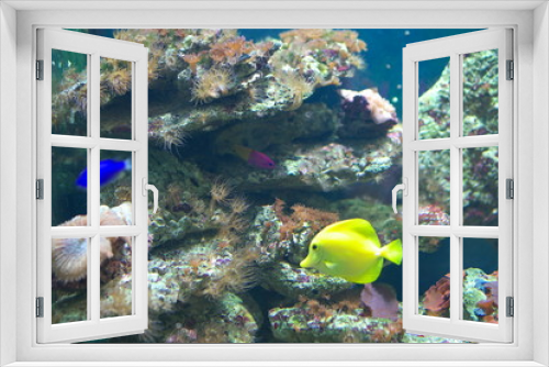Fototapeta Naklejka Na Ścianę Okno 3D - Under water 