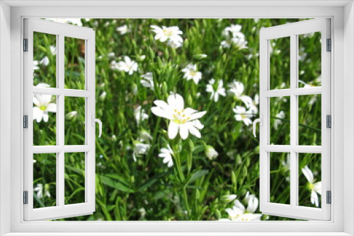 Fototapeta Naklejka Na Ścianę Okno 3D - Große Sternmiere mit Blüten, Stellaria holostea
