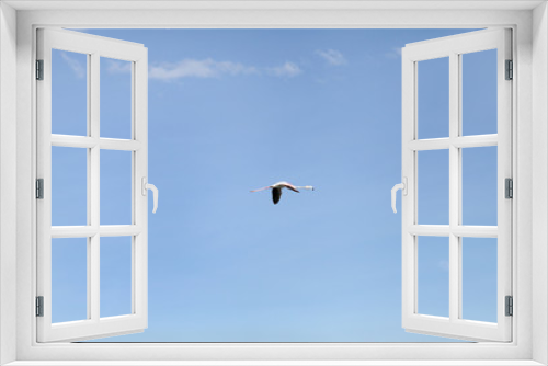 Fototapeta Naklejka Na Ścianę Okno 3D - A lone Lesser Flamingo in blue sky