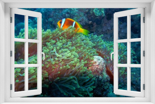 Fototapeta Naklejka Na Ścianę Okno 3D - anemone fish on coral