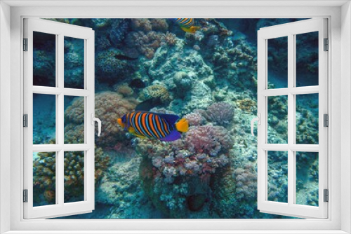 Fototapeta Naklejka Na Ścianę Okno 3D - emperor angel fish in the reef