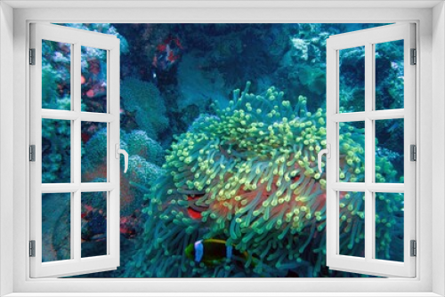 Fototapeta Naklejka Na Ścianę Okno 3D - anemone coral reef in sea