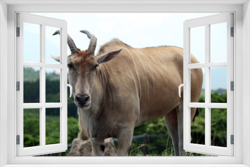 Fototapeta Naklejka Na Ścianę Okno 3D - The image of animal