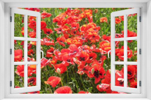 Fototapeta Naklejka Na Ścianę Okno 3D - Poppies field in Italy