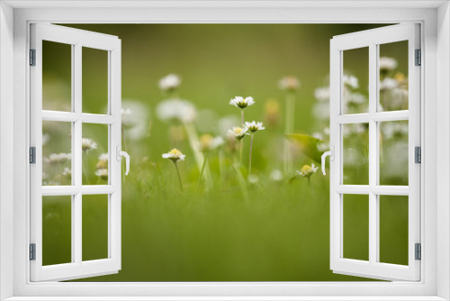 Fototapeta Naklejka Na Ścianę Okno 3D - Leaves of grass