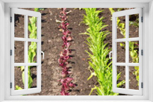 Fototapeta Naklejka Na Ścianę Okno 3D - Vegetable Garden