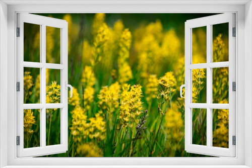 Fototapeta Naklejka Na Ścianę Okno 3D - 湿原に咲くキンコウカ