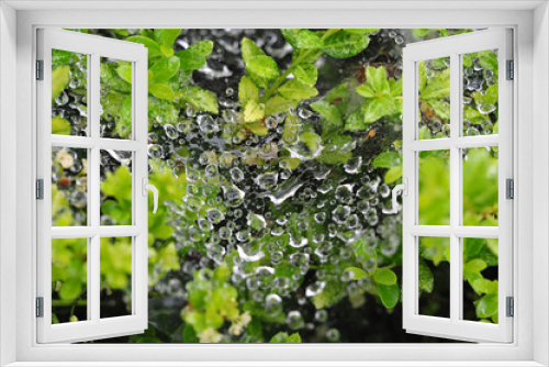 Fototapeta Naklejka Na Ścianę Okno 3D - The Beauty of Rain Touched Garden! 