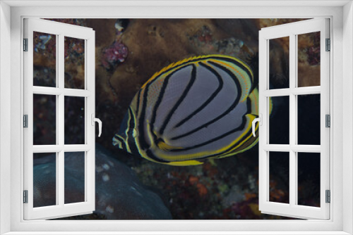 Fototapeta Naklejka Na Ścianę Okno 3D - Meyer’s butterflyfish (Chaetodon meyeri in Latin). Other names: Maypole Butterflyfish and the Scrawled Butterflyfish.