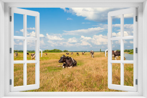 Fototapeta Naklejka Na Ścianę Okno 3D - Cows on meadow with green and yellow grass