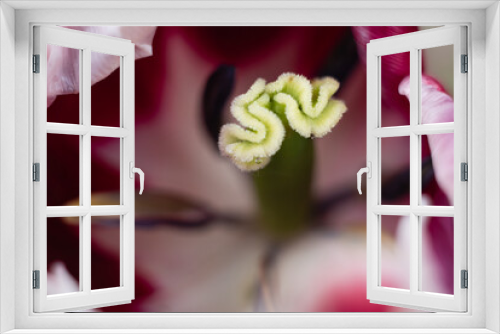 Fototapeta Naklejka Na Ścianę Okno 3D - Prącik kwiatowy lilii drzewiastej