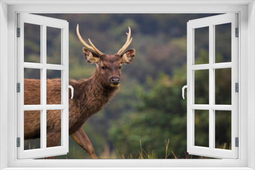 Fototapeta Naklejka Na Ścianę Okno 3D - Sambar Deer in the Horton Plains National Park , Sri Lanka