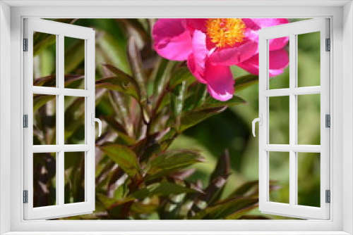 Fototapeta Naklejka Na Ścianę Okno 3D - jardin alpin