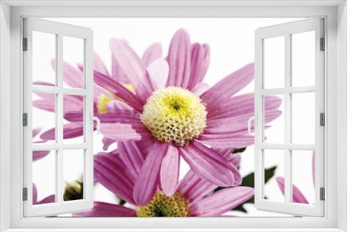Fototapeta Naklejka Na Ścianę Okno 3D - Chrysanthemum Blume (Chrysanthemum indicum ),close-up