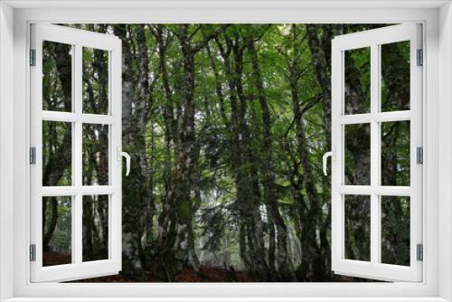 Fototapeta Naklejka Na Ścianę Okno 3D - Sous bois de hêtre dans les hautes chaumes