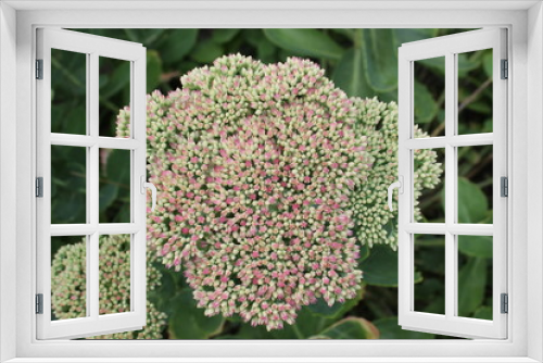 Fototapeta Naklejka Na Ścianę Okno 3D - summer flower