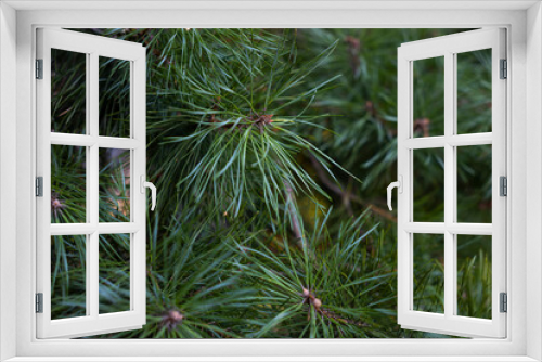 Fototapeta Naklejka Na Ścianę Okno 3D - Pine Needle branch detail