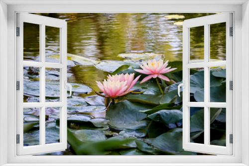 Fototapeta Naklejka Na Ścianę Okno 3D - pink water lily