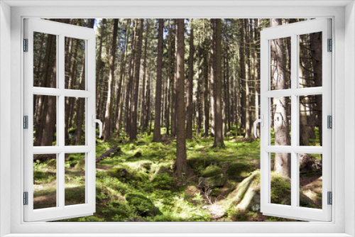 Fototapeta Naklejka Na Ścianę Okno 3D - Wandern Harz 2